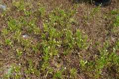 Spermacoce verticillata
